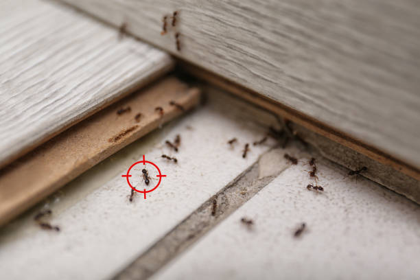 Best Flea Control Services  in Frederick, MD