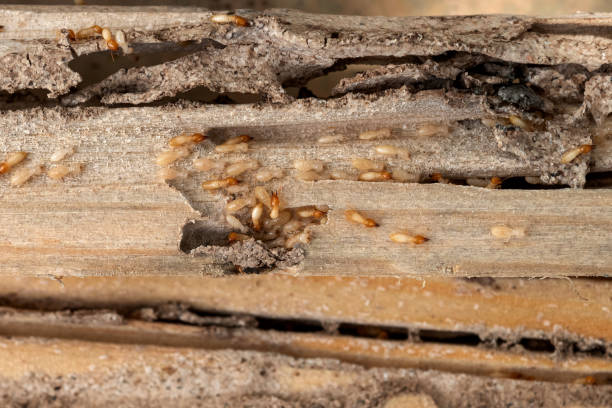 Best Local Pest Control Services  in Frederick, MD
